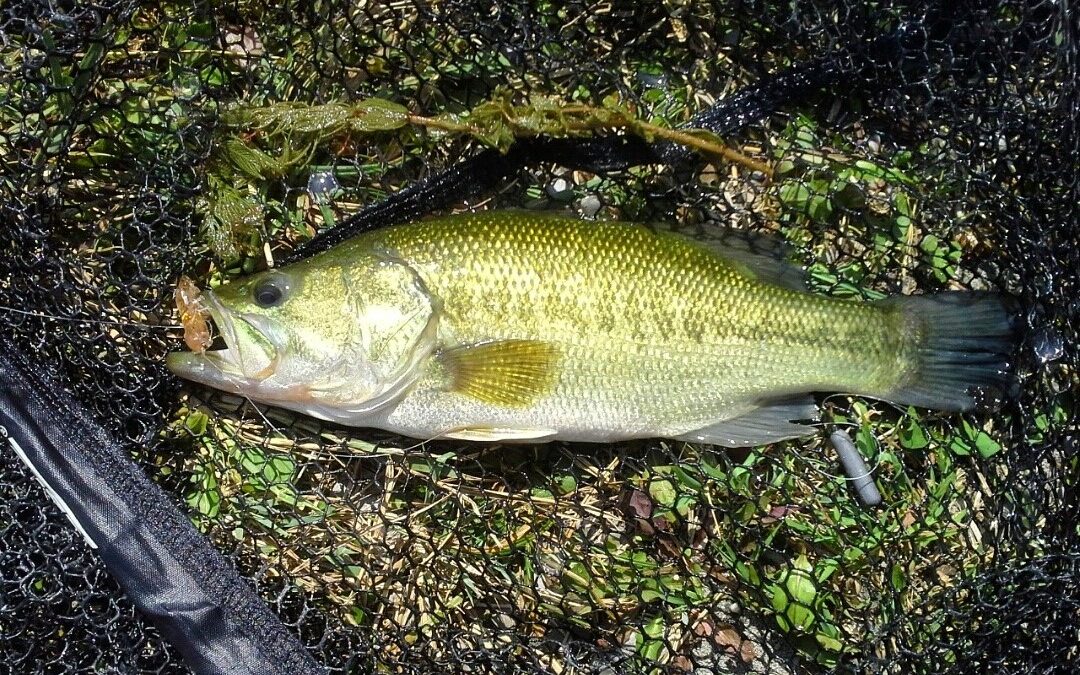 Bass im Bodensee