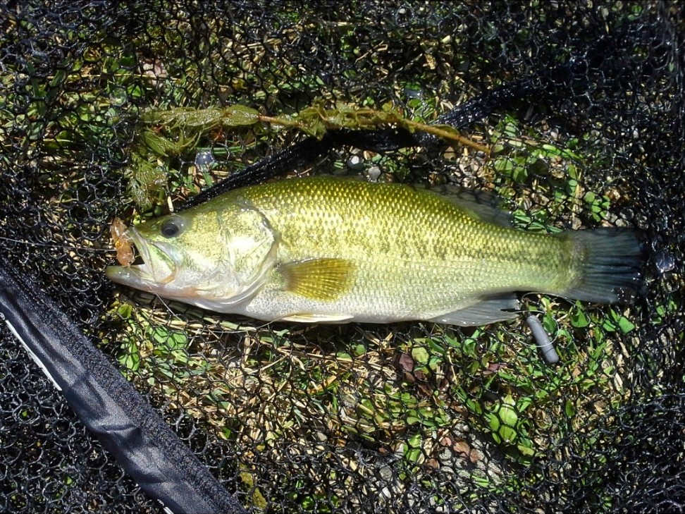 Bodensee Bass