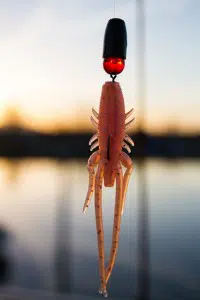 Doiyo Yochu