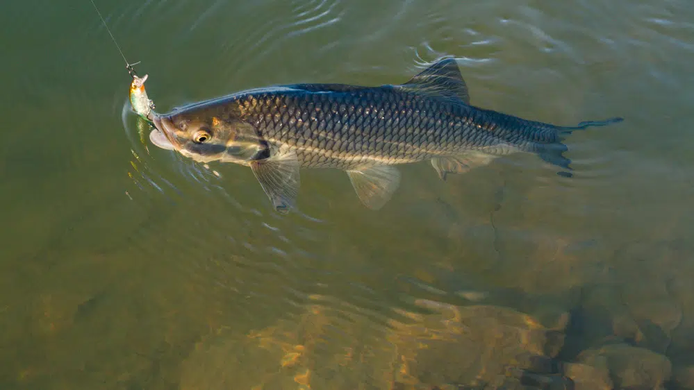 Erfolgreich auf Döbel mit der Three Shot Minnow Döbel mit der Three Shot Minnow
