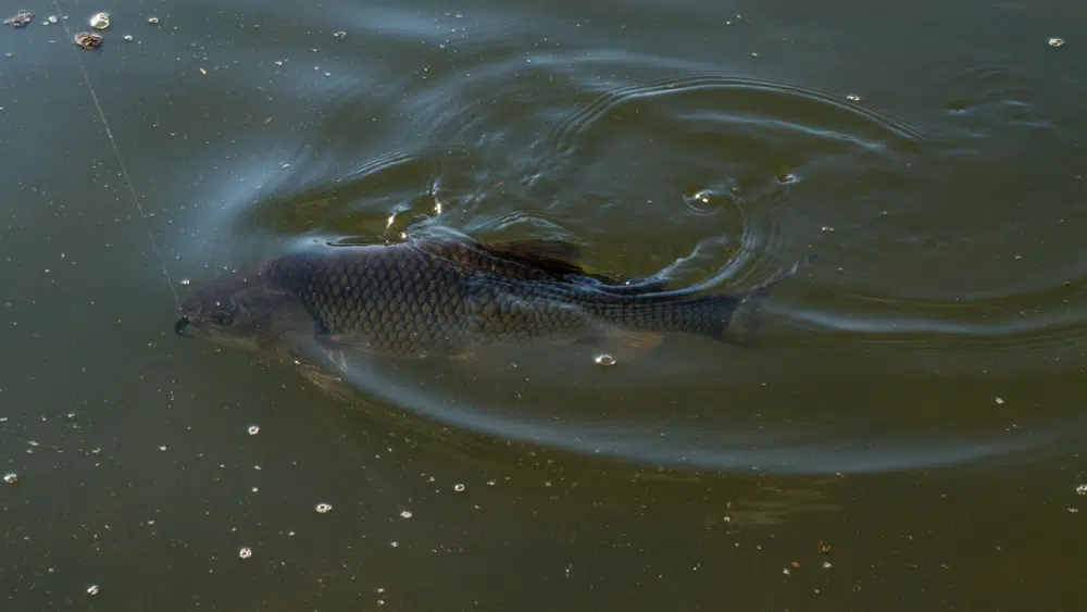 Erfolgreich auf Döbel mit der Three Shot Minnow Döbel mit der Three Shot Minnow