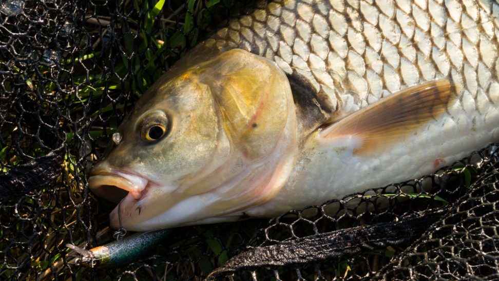 Döbel mit der Three Shot Minnow