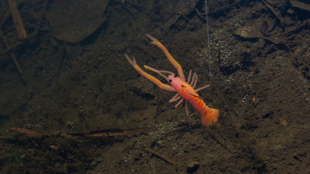 Das Neko Rig Das Neko Rig - Frill Shrimp