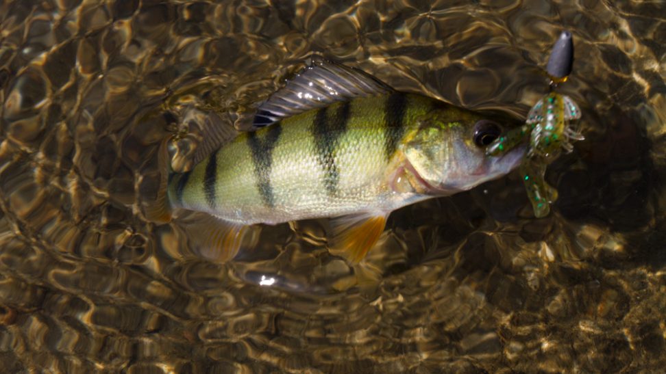 Streetfishing