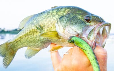 Die besten Köder für Bass im Gardasee