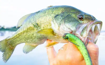 Die besten Köder für Bass im Gardasee