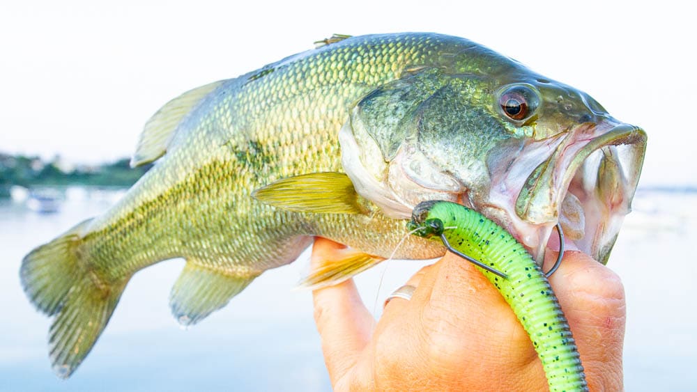 Die besten Köder für Bass im Gardasee