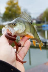 Barsch auf den Curly Curly in Cola (Scuppernong) am Flex Jig