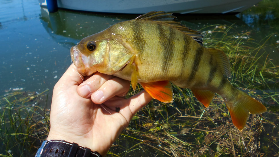 Brasch bei Hochwasser auf die Frill Shrimp gefangen