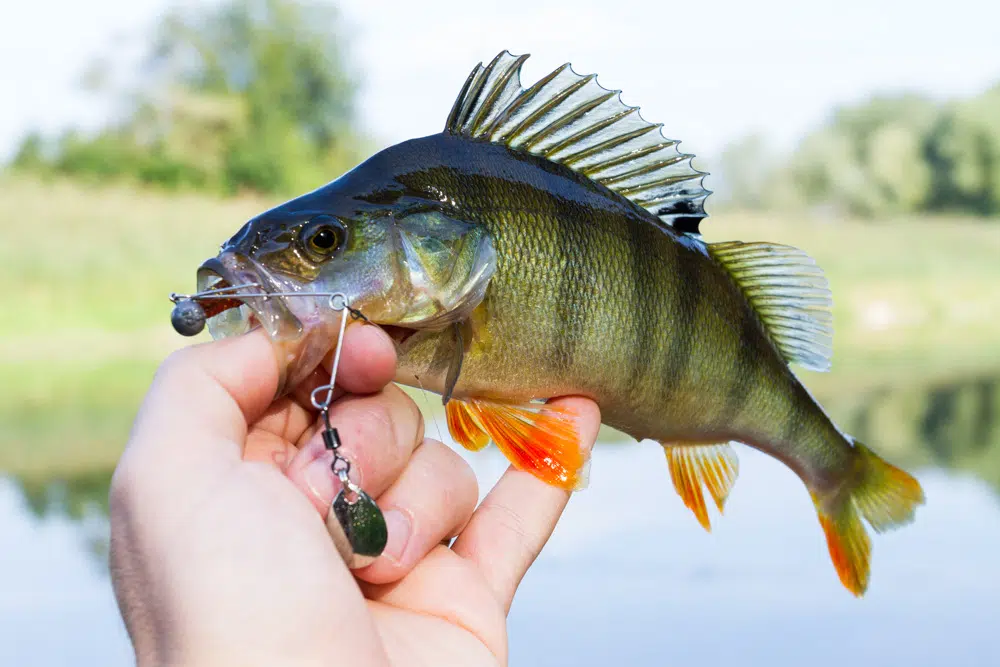 Spinnerbaits - Die ultimativen Fishfinder Barsch auf Spinnerbait gefangen