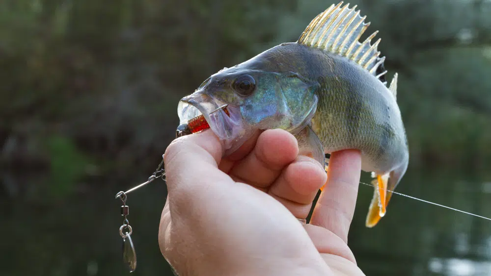 Spinnerbaits - Die ultimativen Fishfinder Barsch auf Spinnerbait