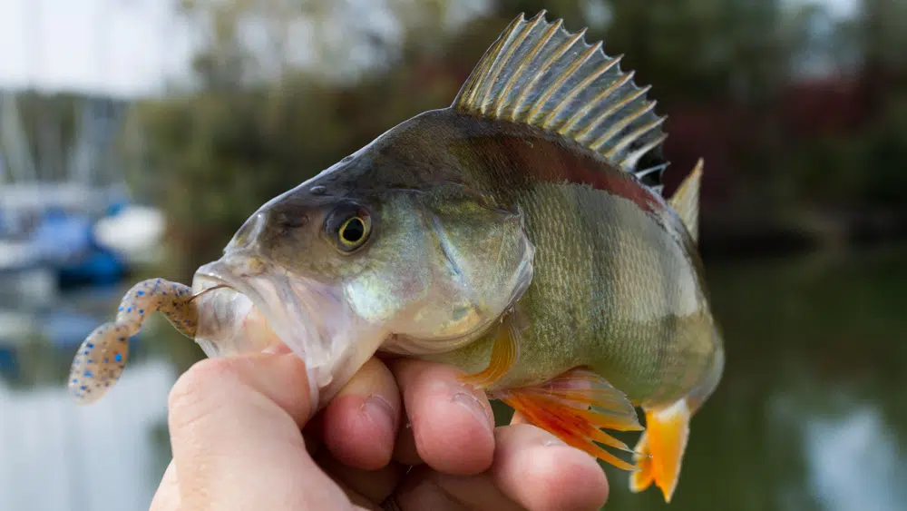 Spinnerbaits - Die ultimativen Fishfinder Barsch auf Spinnerbait mit Rockvibe Shad