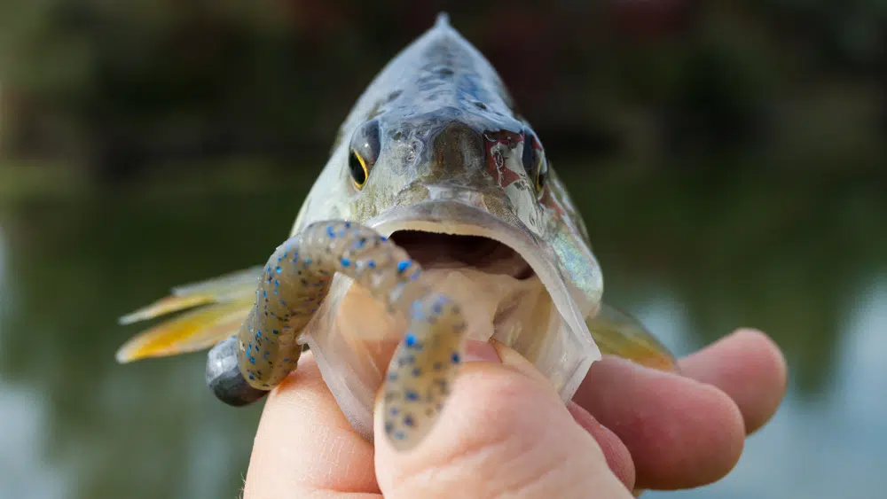 Spinnerbaits - Die ultimativen Fishfinder Barsch auf Spinnerbait mit dem reins Rockvibe Shad
