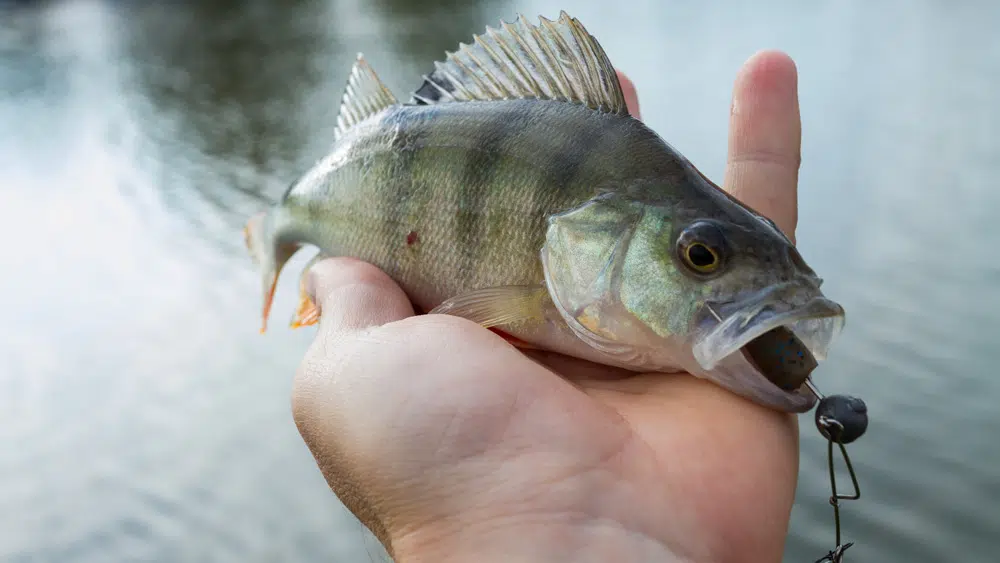 Spinnerbaits - Die ultimativen Fishfinder Barsch auf Spinnerbait mit Rockvibe Shad