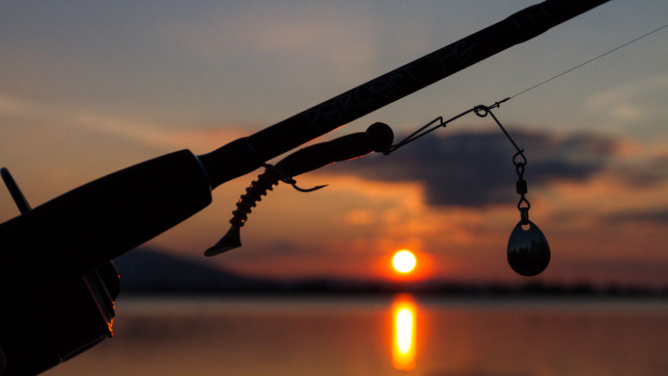Spinnerbaits - Die ultimativen Fishfinder