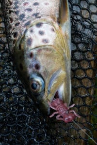 Bachforelle auf die Fanatik Baits - Larva am Carolina Rig