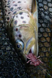 Bachforelle auf die Fanatik Baits - Larva am Carolina Rig