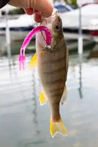 Missile Baits Fuse Missile Baits - Fuse