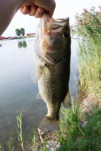 Missile Baits Fuse Missile Baits - Fuse