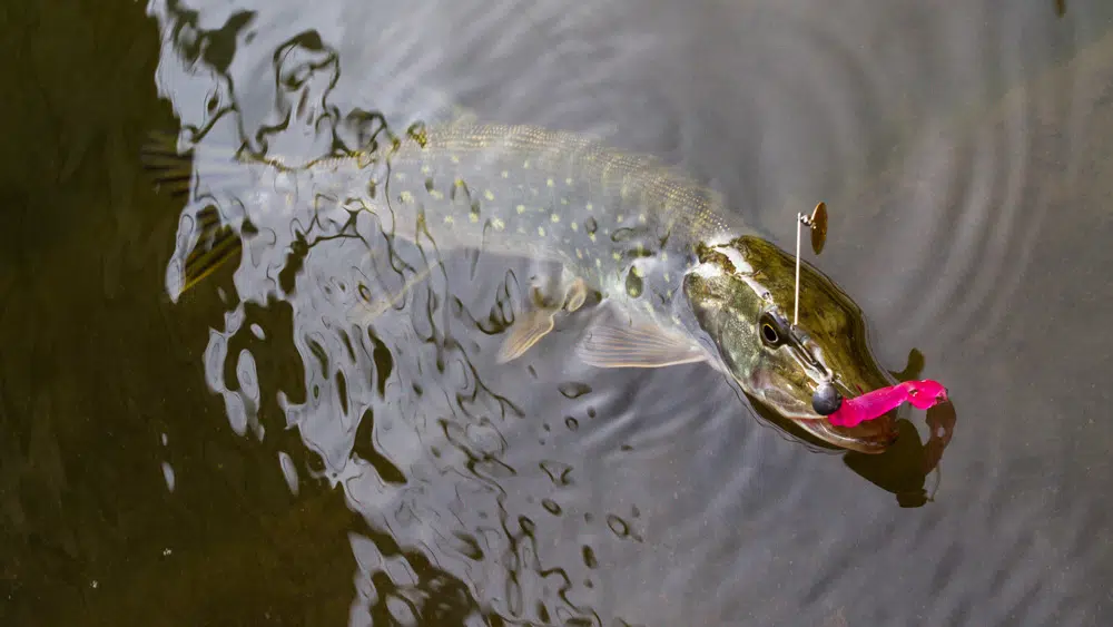 Missile Baits Fuse Missile Baits - Fuse