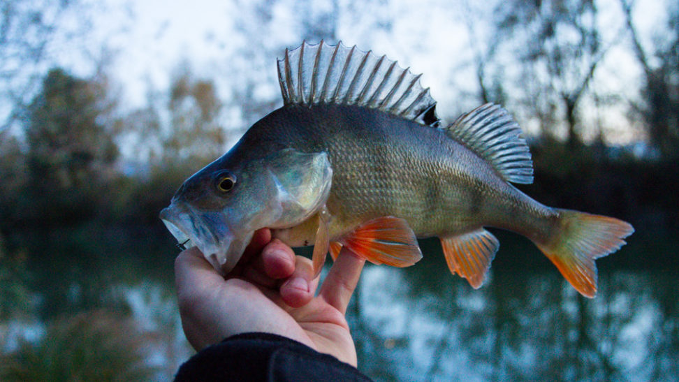 Barsch am Texas Rig