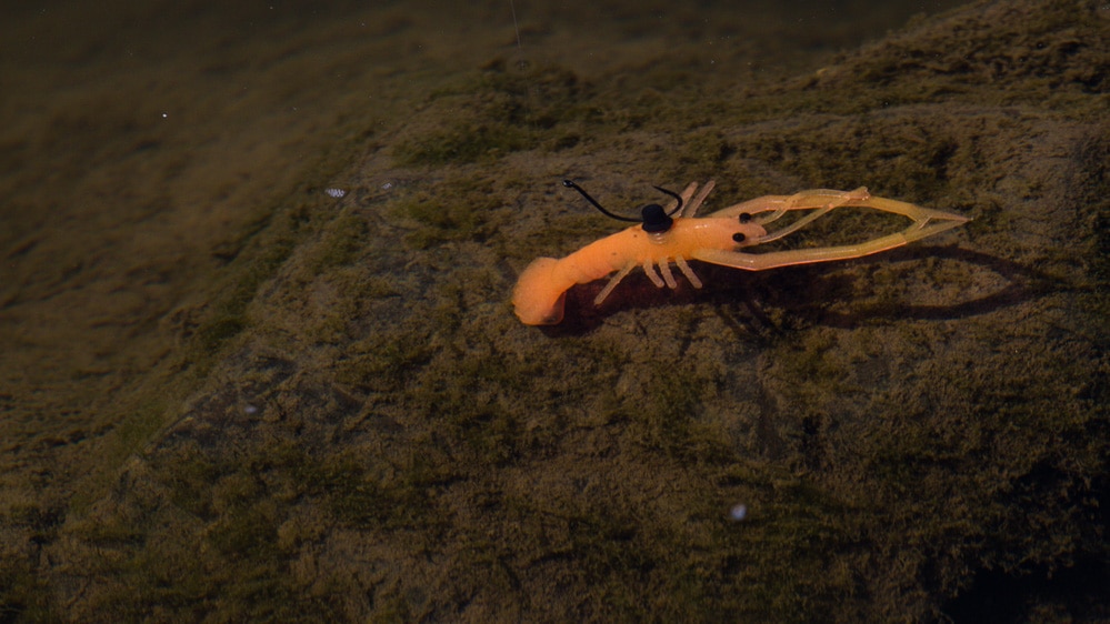 Still Hunt - Frill Shrimp
