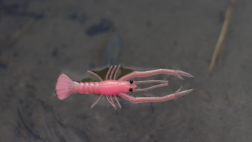 Still Hunt - Frill Shrimp