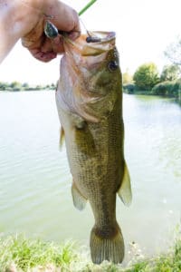 Bass Spinnerbait