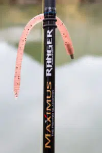 Maximus - Ranger Rockfish