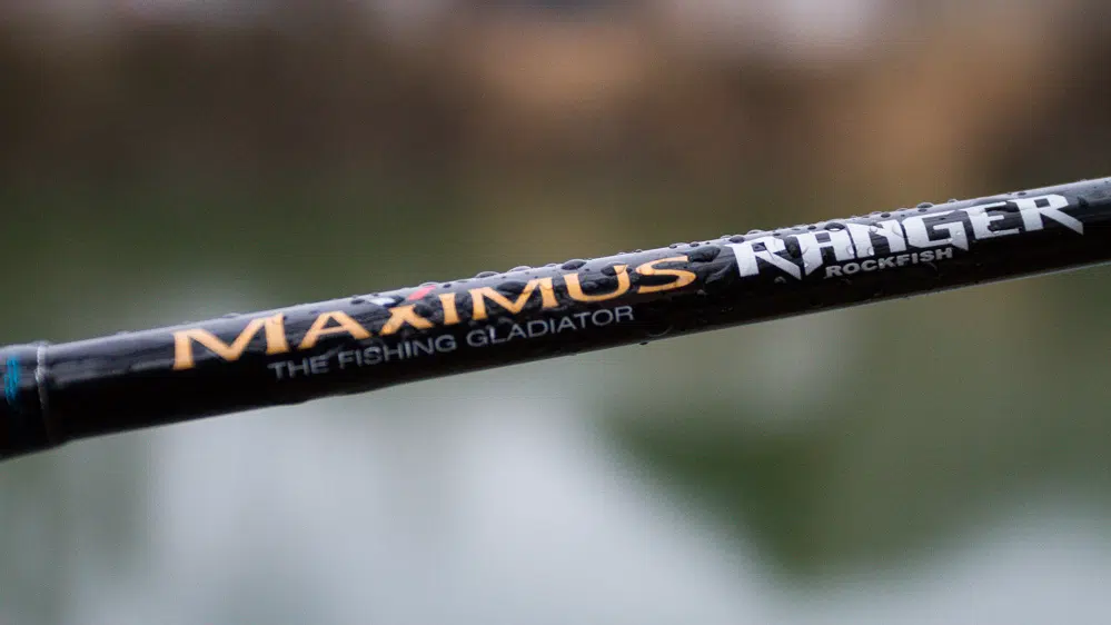 Maximus - Ranger Rockfish