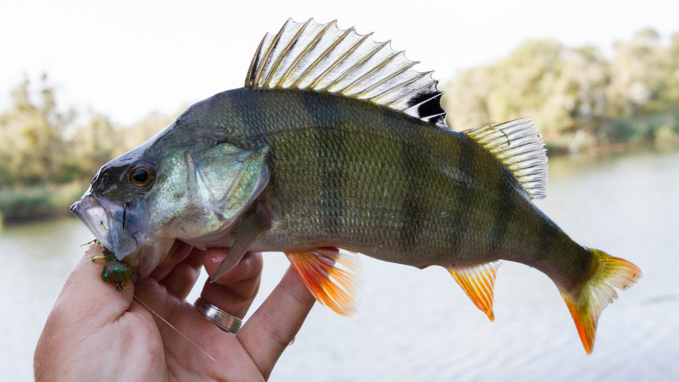 Fanatik Baits - Larva