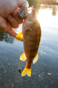 Florida Rig