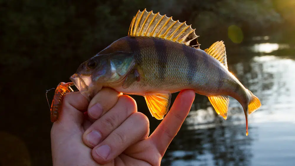 Angeln Für Köder Mit Einem Guss-Netz Von Einem Kleinen Boot Auf Dem Golf  Von Mexiko Florida USA Man Landet Einen Fang Von Kleinen Fischen. April  2017 Lizenzfreie Fotos, Bilder und Stock Fotografie.