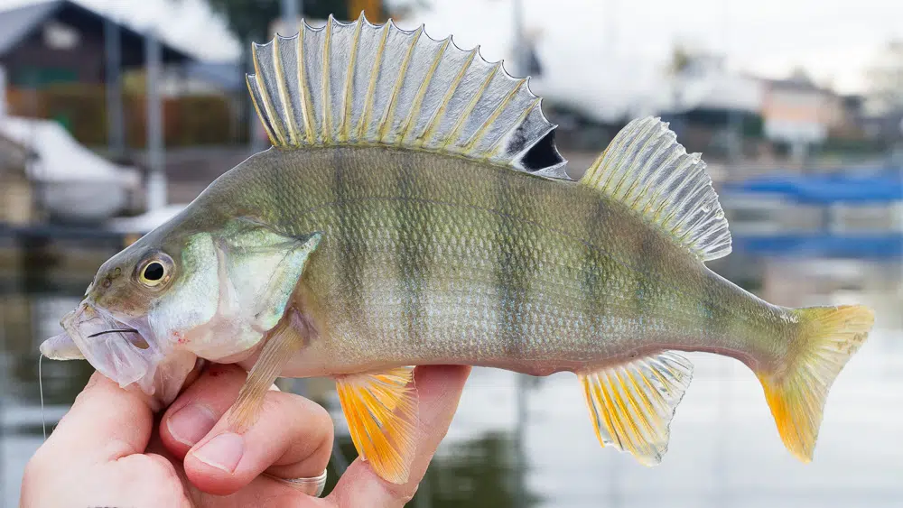 Flukes schleifen – Sterbend zum Fisch