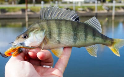 Züchten wir kleine und schwer zu fangende Barsche?