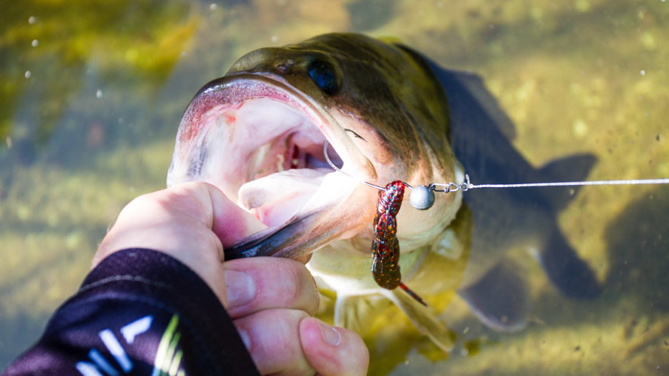 Bass am Bodensee
