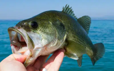 Bass Angeln am Gardasee