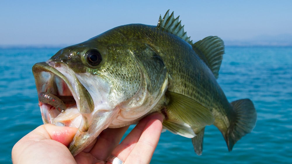 Bass Angeln am Gardasee