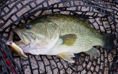 Popper Führung leicht gemacht