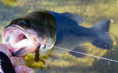 Angelschnur: Mono, Fluorocarbon oder Geflecht