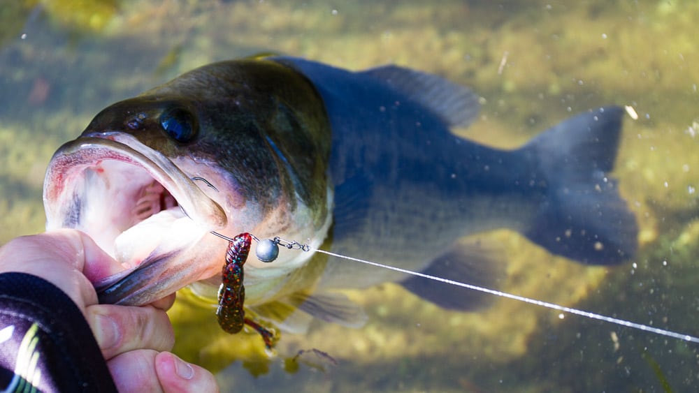 Angelschnur: Mono, Fluorocarbon oder Geflecht