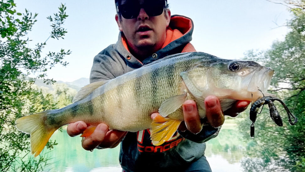Barsch PB Club 40