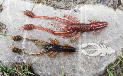 Reins Ring Shrimp