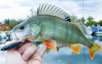 Mehr Erfolg mit Topwater Ködern