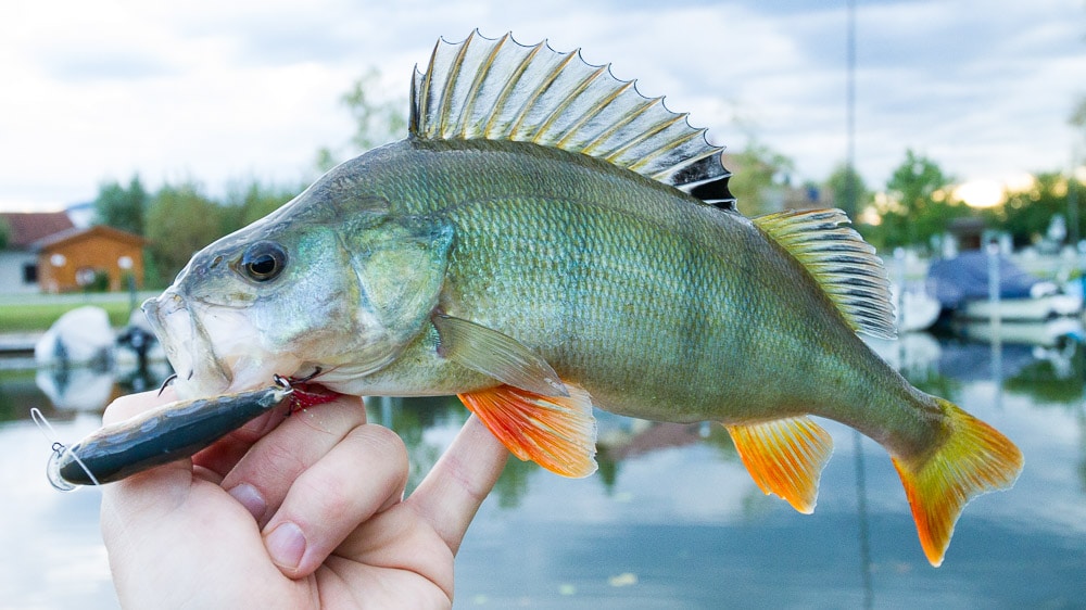 Mehr Erfolg mit Topwater Ködern