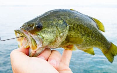 VMC Mystic Predator Worm 7347WM