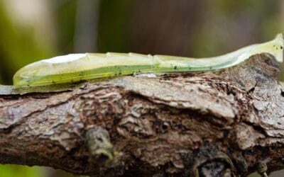 13 Fishing Vertigo Minnow