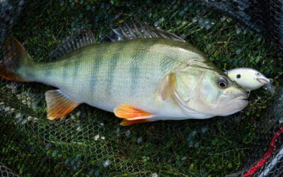 Top Barsch Baitcaster – Preis/Leistung