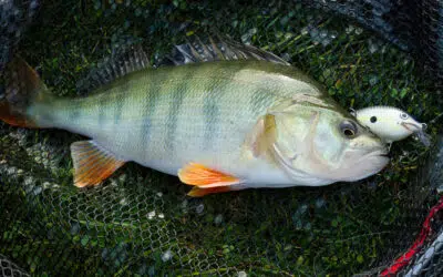 Top Barsch Baitcaster – Preis/Leistung