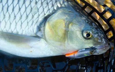 Swimbait Döbel